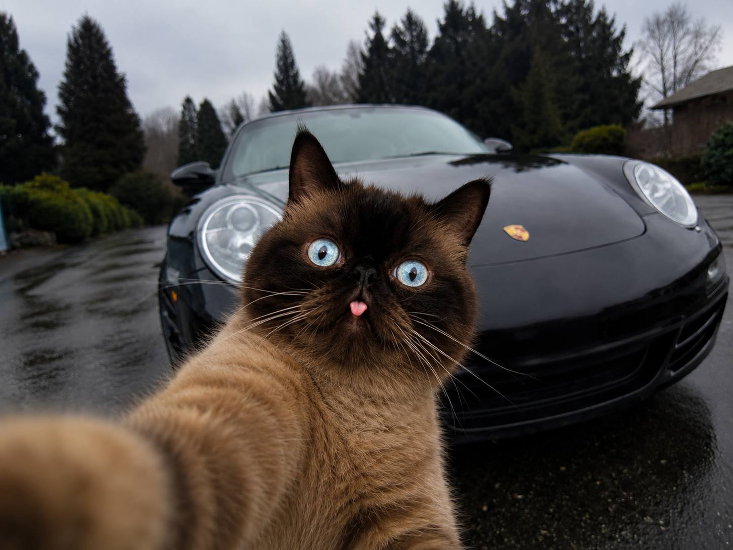 Neko taking a selfie in front of a black sports car