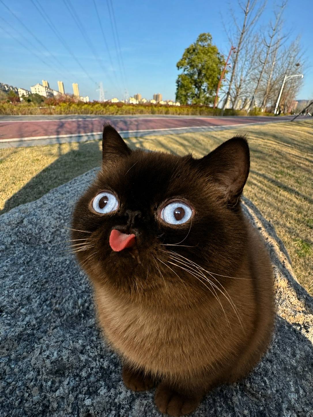Neko sitting outdoors on a sunny day