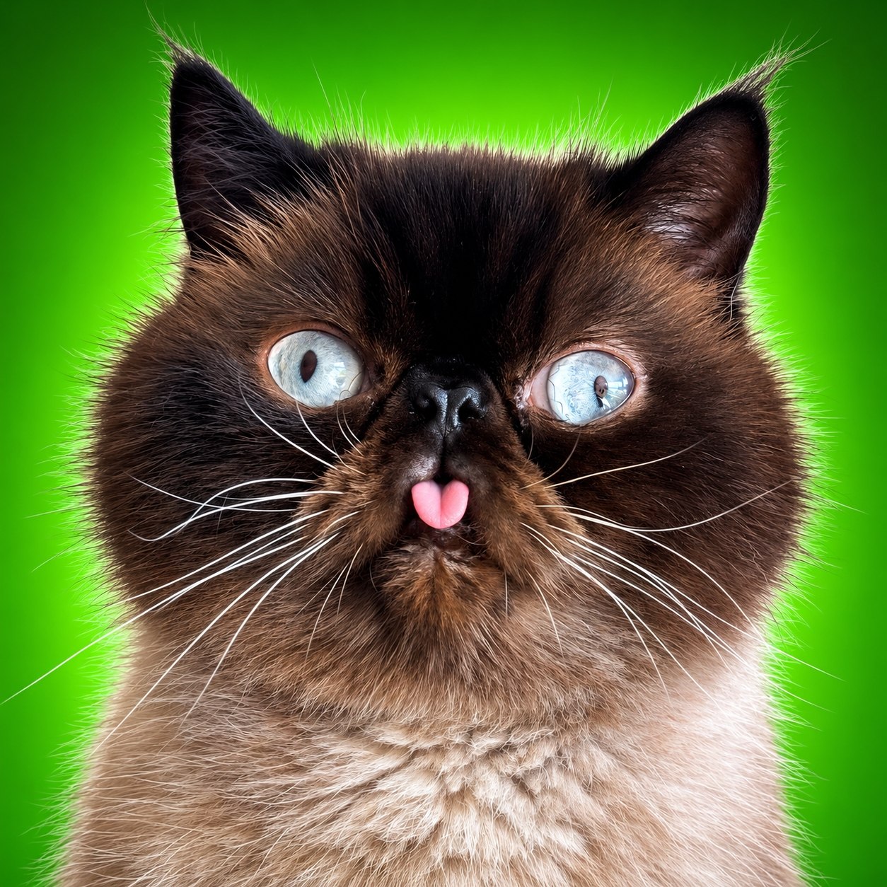 A close portrait of Neko on a bright green background