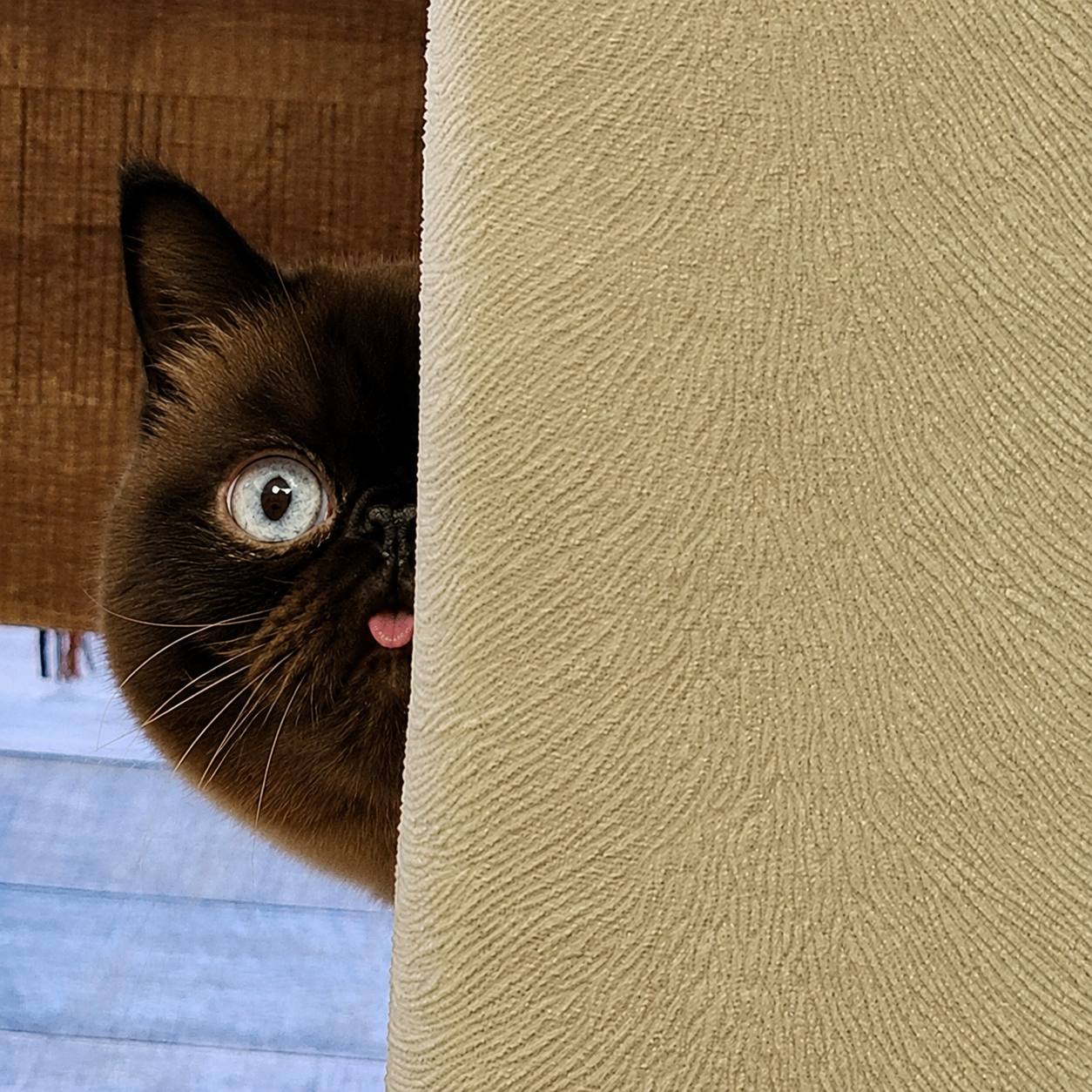 Neko peeking from behind a wall